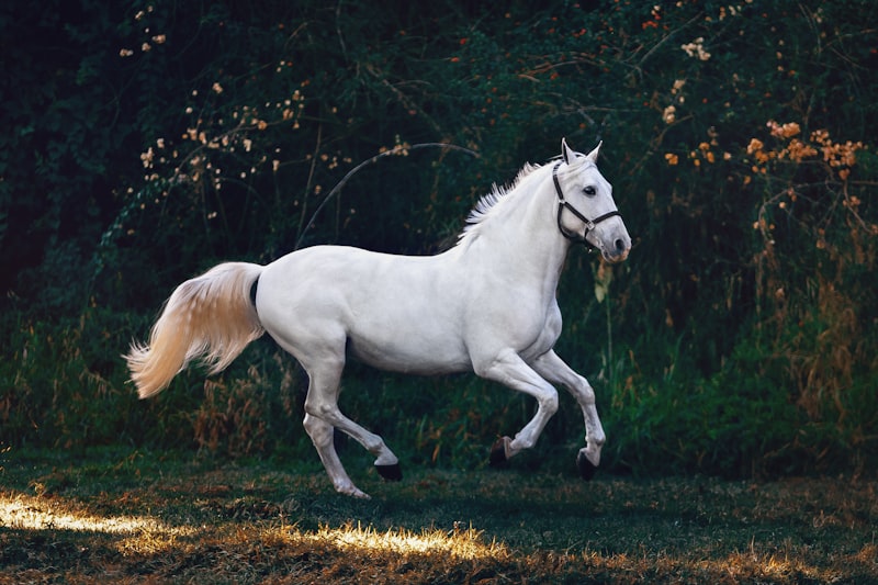 Wellington Florida equestrian